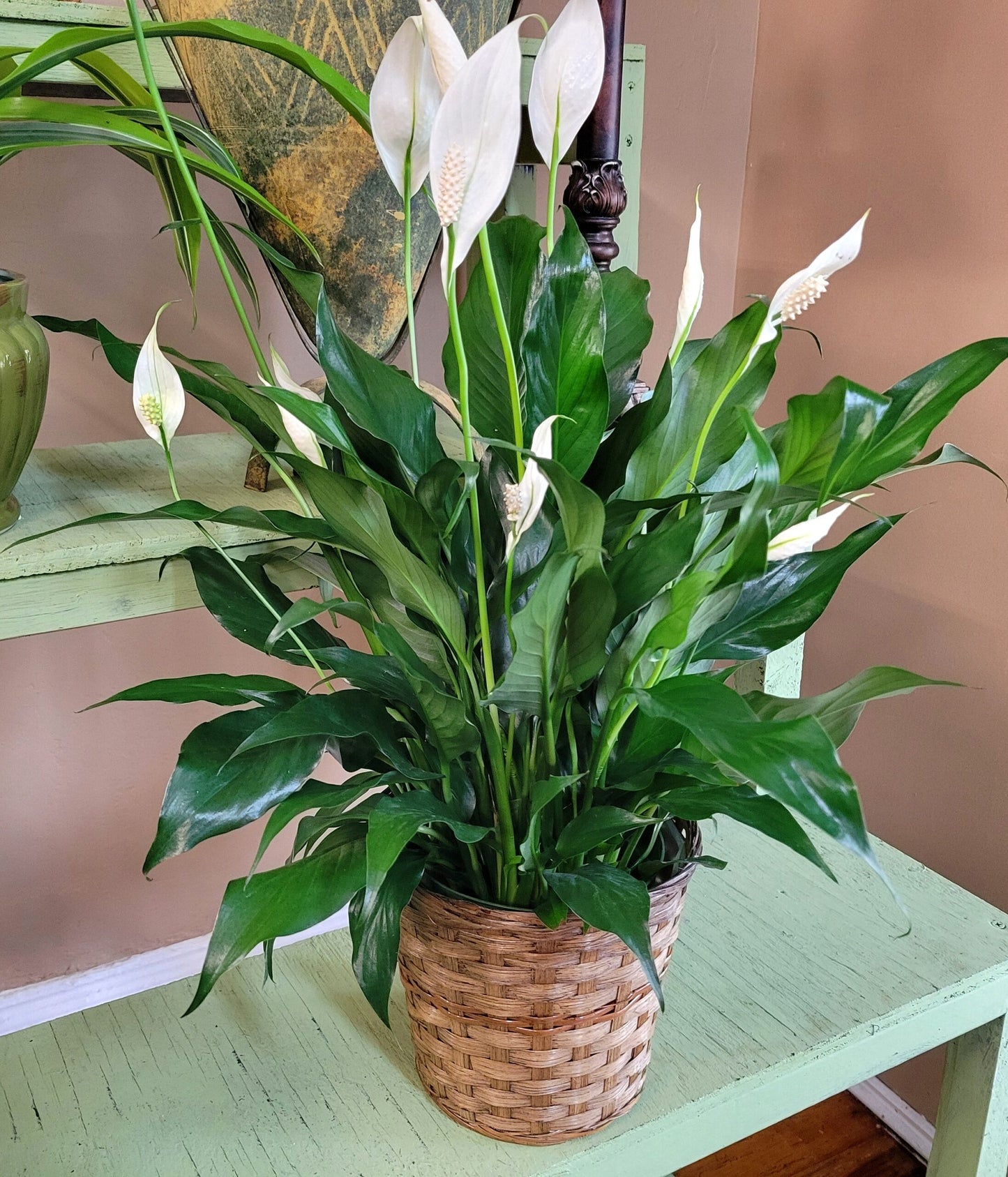 Peace Lily Plant – Petal Passion, Ammon ID