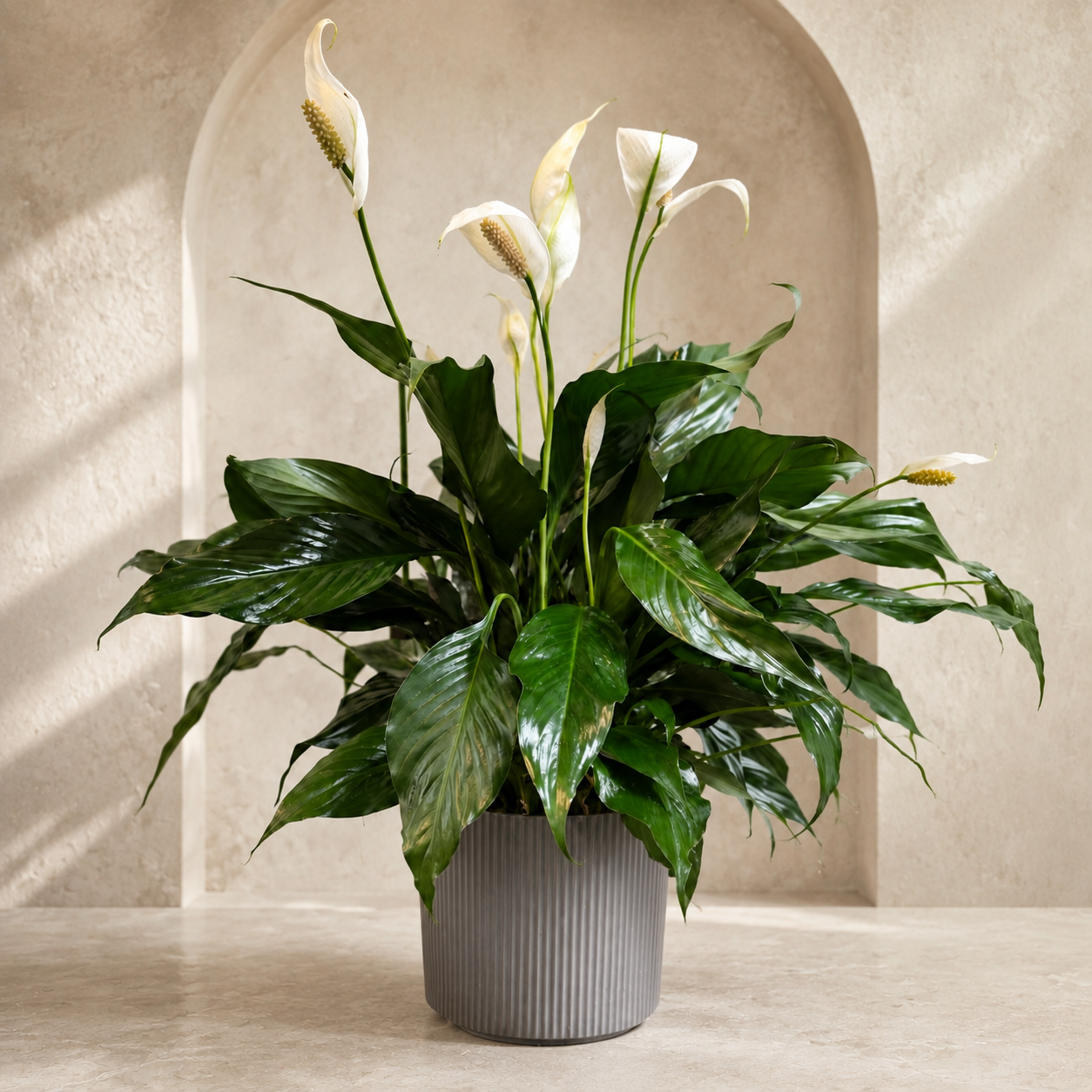 6” Peace Lily in Ceramic Pot –  Petal Passion, Ammon ID